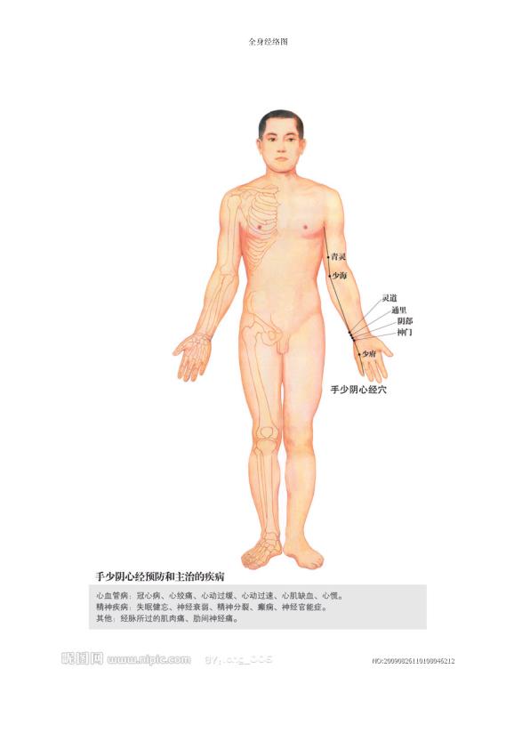  人体经络图全集(免费) 